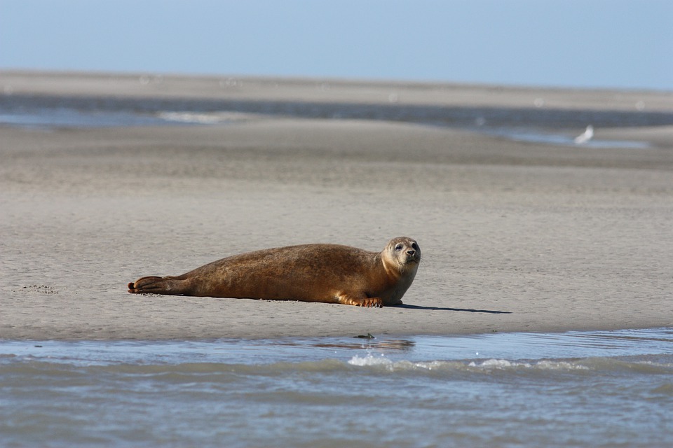 baie de somme